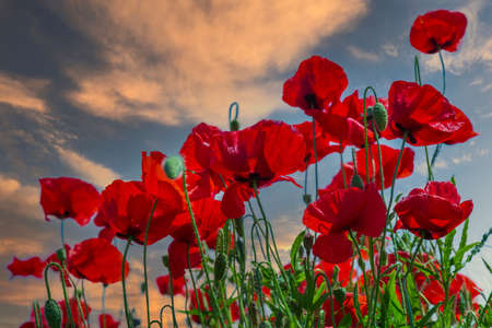 Background with field with poppys and sky with clouds in evening timp.の写真素材