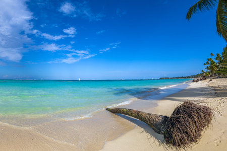 Beautiful wild and sand beach in Punta Cana, Dominican Republic. Fish eye view.の写真素材