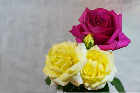 Red and yellow rose with copyspace - negative spaceの写真素材