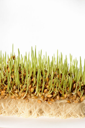 Fresh sprout wheat seeds with roots
