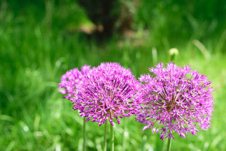 Allium aflatunense - blurry photo pf purple pink flowers on green backgroundの写真素材