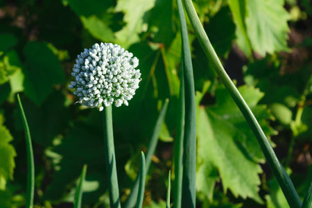 white onion flower on green blurry background