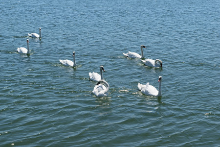 group of white swans swims on blue sea water
の写真素材