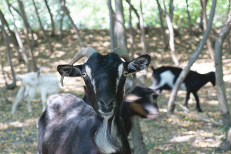 black male goat portrait with blurred background