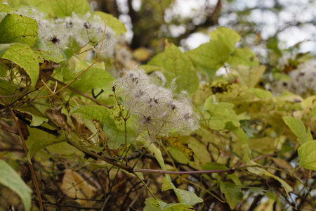 Clematis vitalba seeding climber fluffy flower also known as Traveller's joy or old mans beard. Wild...