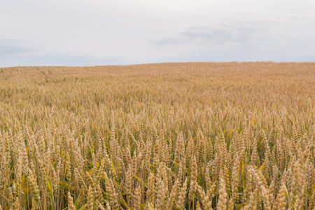 organic agriculture - wheat field with copy spaceの写真素材