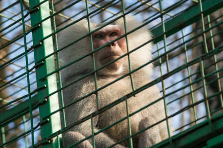 sad monkey in cage - macaque monkey held captiveの写真素材