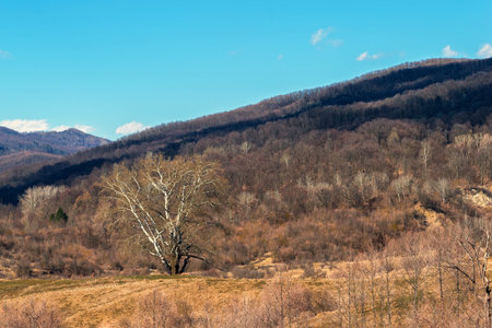 single big giant tree surrounded by hills covered in forest - very early spring time