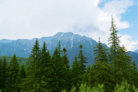 green fir trees with snow covered mountain peaks in the backgroundの写真素材