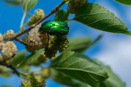 one green rose chafer (Cetonia aurata) feeding on an white mulberry fruitの写真素材