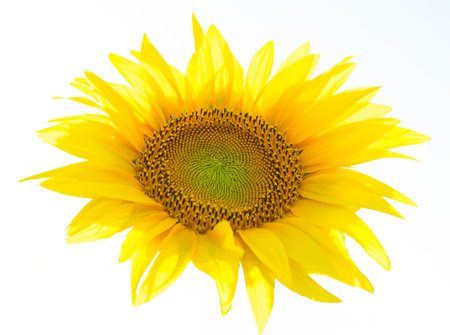 one yellow sunflower flower isolated on white - artistic illumination
