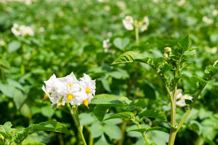 White flowers of potatoes. Flowering bush potatoes - organic agricultureの写真素材