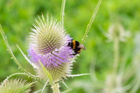Close-up image of a bumblebee collecting nectar from a purple thistle flower, against a blurred green background.の写真素材
