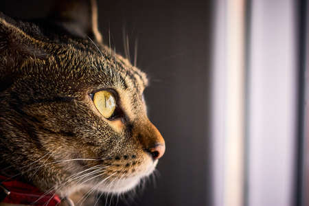 A lovely striped cat lyingの写真素材