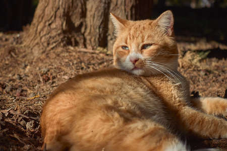 cat lying in the parkの写真素材