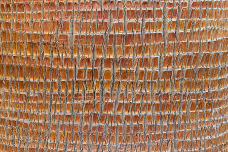 bark of a palm treeの写真素材
