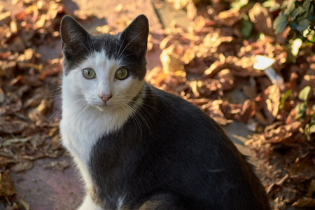 A cat on the parkの写真素材
