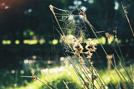A spider web in the field.の写真素材