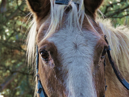 The look of a horse.の写真素材