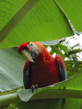 A red parrot standing on a banana tree looking at the camera.の写真素材