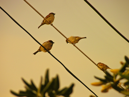 Birds standing on a cable at sunset.の写真素材