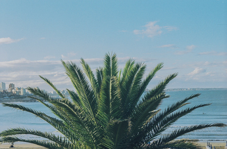 Palm top with the blue sky background.の写真素材
