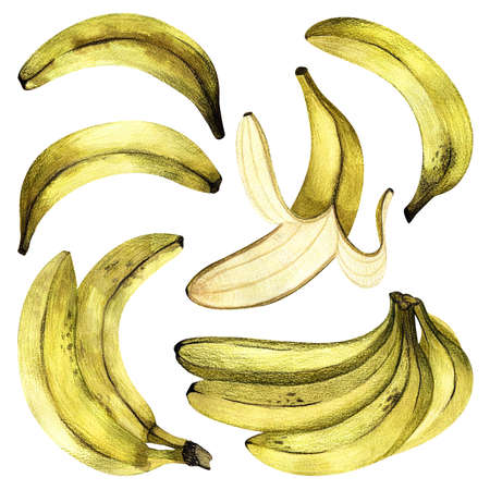Set of bananas drawn on paper. Summer fruit pattern. Exotic plants.の写真素材