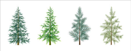 Set of green christmas trees on the white background. Vector winter fir in cartoon style.のイラスト素材