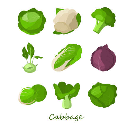 Set of green fresh cabbage on white background. Vector different types cabbage cauliflower, red cabbage, broccoli, Beijing, kohlrabi, pak choy collard in cartoon style.のイラスト素材