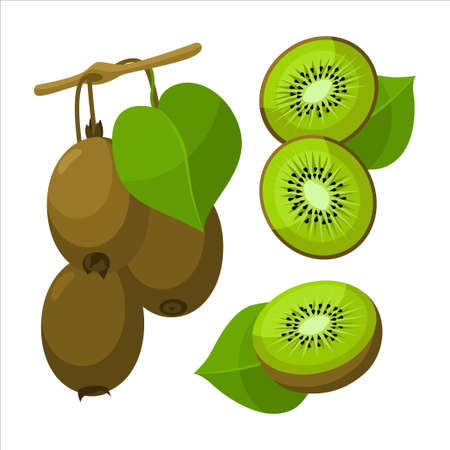Fresh kiwi branches with green leaf in cartoon style. Vector whole and parts sweet kiwi isolated on a white background.のイラスト素材