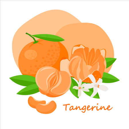 Fresh tangerine with green leaf and white flower in cartoon style. Vector whole and parts sweet tangerine isolated on a white background.のイラスト素材