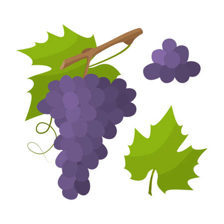 Fresh grape with green leaf in cartoon style. Vector whole and parts sweet grape isolated on a white background.のイラスト素材