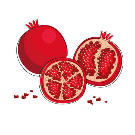 Fresh pomegranate with berries in cartoon style. Vector whole and parts sweet pomegranate isolated on a white background.のイラスト素材