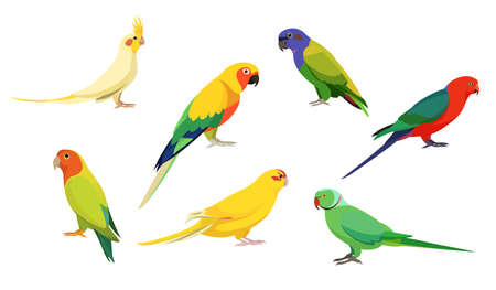 Set of beautiful and cute birds of paradise on white background. Vector parrots cockatiel, solar aratinga, pionus, royal parrot, necklace, kakariki and lovebird in cartoon style.のイラスト素材