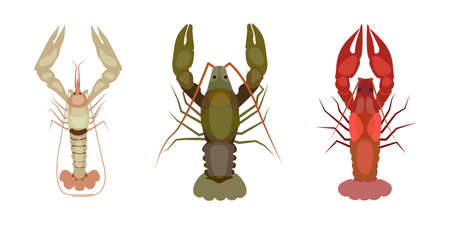 Set of beautiful river crayfish on white background. Vector illustration of white, green and red crayfish in cartoon style.のイラスト素材