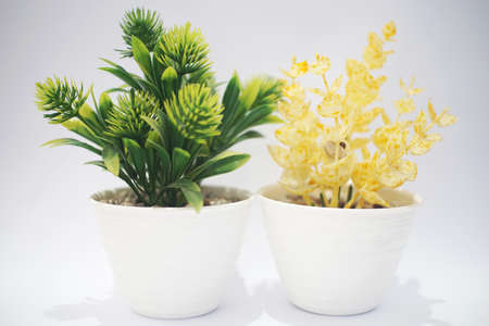 beauty artificial green plant in the pot isolatedの写真素材
