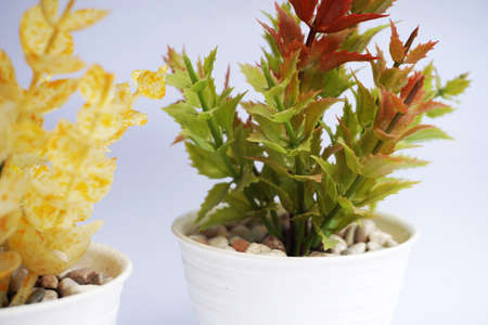 beauty artificial green plant in the pot isolatedの写真素材
