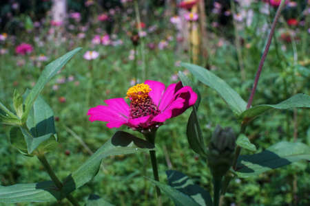 beautiful red flower in the gardenの写真素材