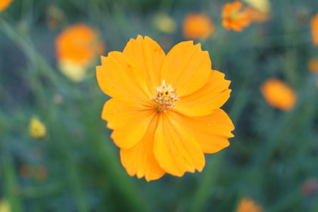 beautiful yellow flower in the gardenの写真素材