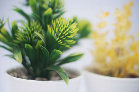 beauty artificial green plant in the pot isolatedの写真素材