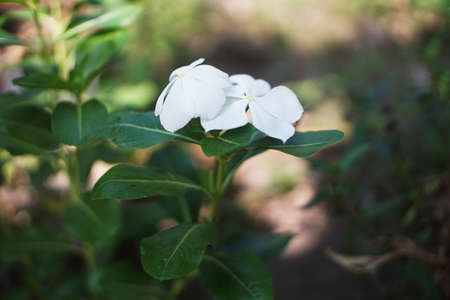 beautiful white flower in the gardenの写真素材