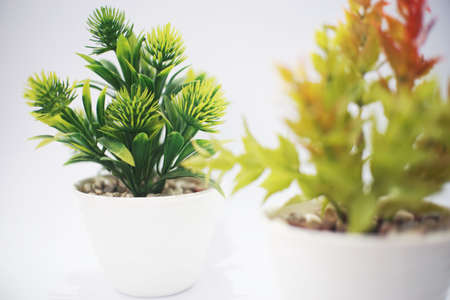 beauty artificial green plant in the pot isolatedの写真素材