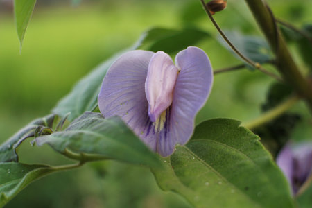 beautiful purple flower in the gardenの写真素材