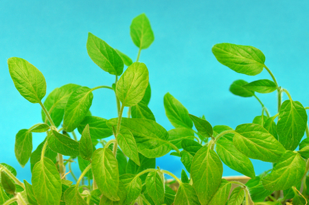 Seedlings of tomatoes, the young leaves on a blue backgroundの写真素材