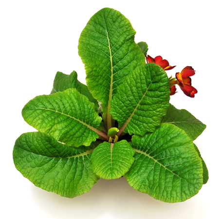 The leaves primrose macro isolated on white backgroundの写真素材