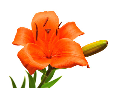 Orange lily flower with buds isolated on a white backgroundの写真素材