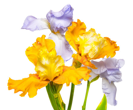 Bouquet of flowers blooming iris yellow and purple isolated on white backgroundの写真素材