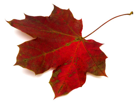 Maple leaf isolated on white background