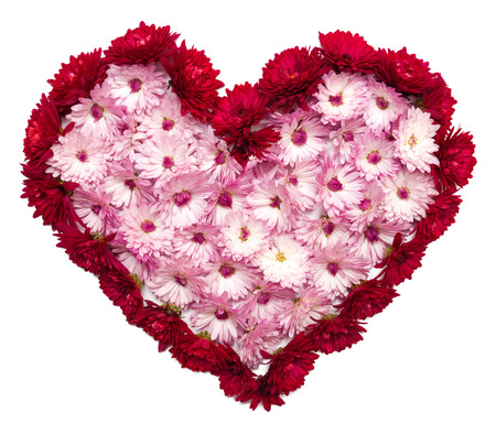 Pink heart from chrysanthemum flowers. Valentine's Day. Loveの写真素材
