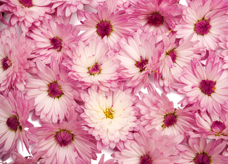 Pink flowers of chrysanthemums. Gift card from flowersの写真素材